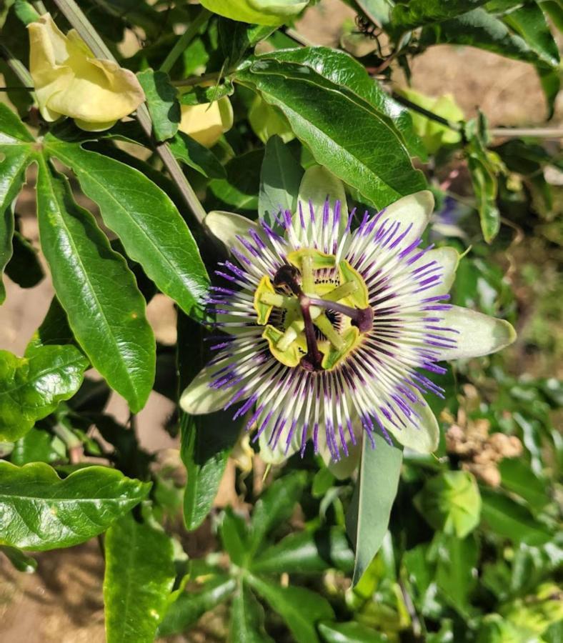 Les Gites De L'Herperie Blicourt Dış mekan fotoğraf